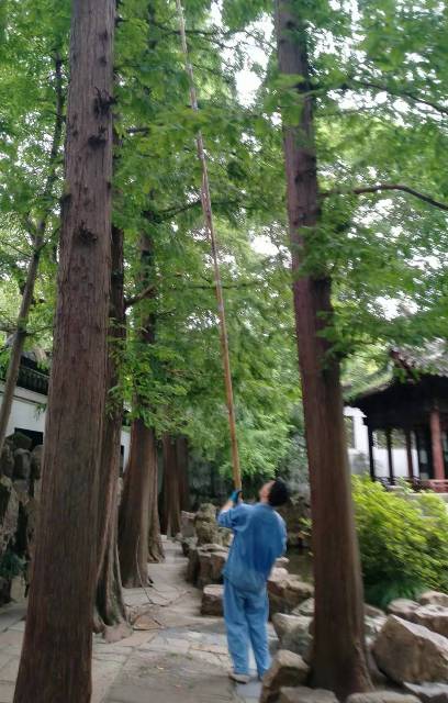 剪树枝-2（640）.jpg