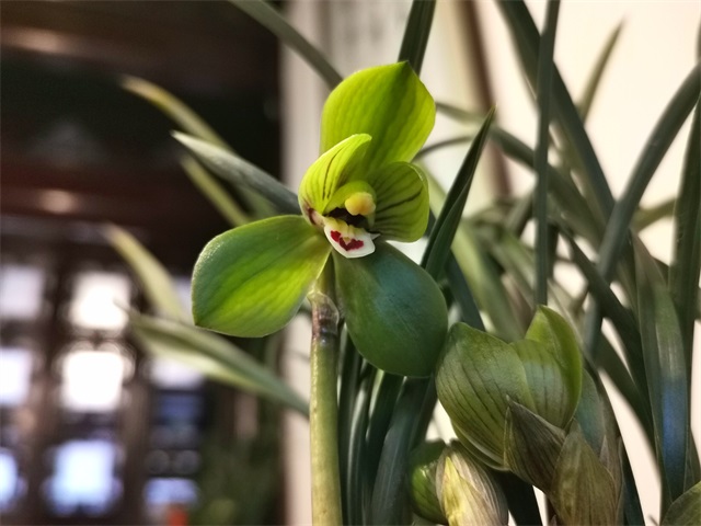 3—环球荷鼎（640）.jpg