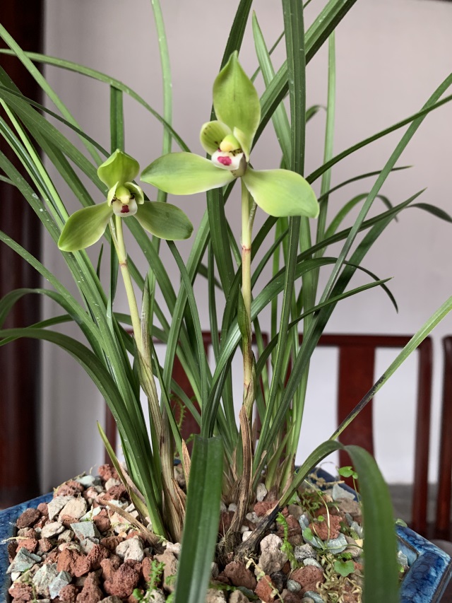 5—翠一品（640）.jpg